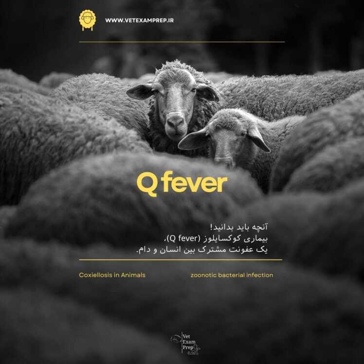  تب کیو (Q Fever) در حیوانات: تشخیص و درمان جامع