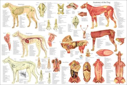GENERAL ORGANS