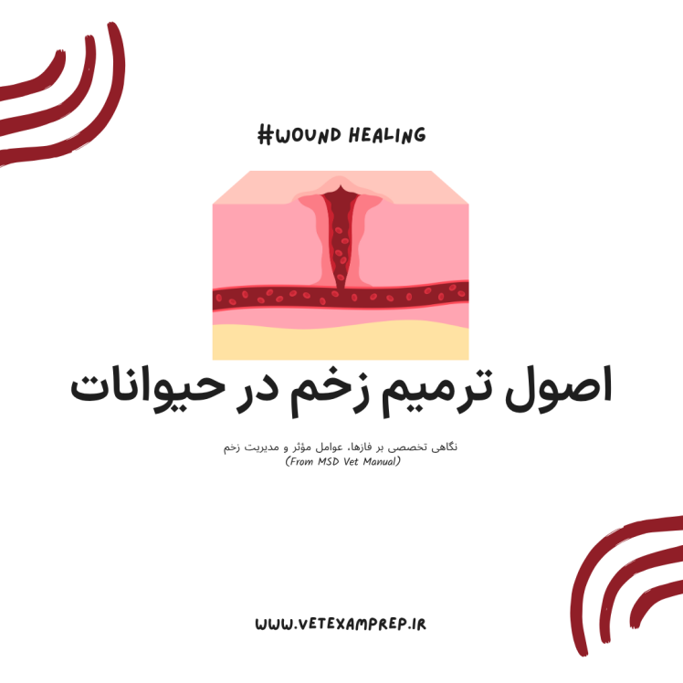 اصول ترمیم زخم در حیوانات: راهنمای دامپزشک حرفهای