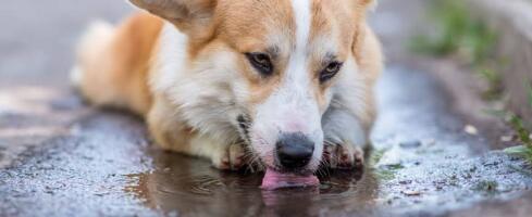 لپتوسپیروز (Leptospirosis) در سگ و گربه