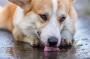 لپتوسپیروز (Leptospirosis) در سگ و گربه