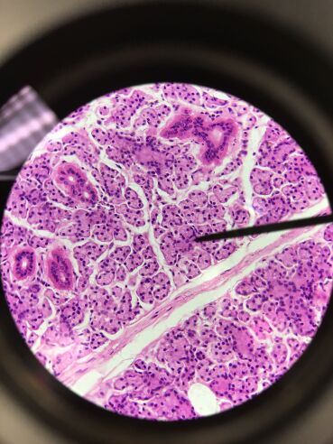 Histology