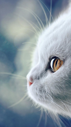 FELINE