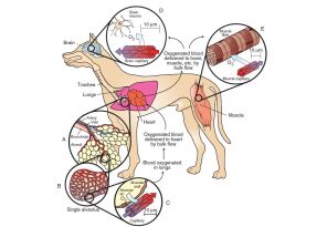 physiology