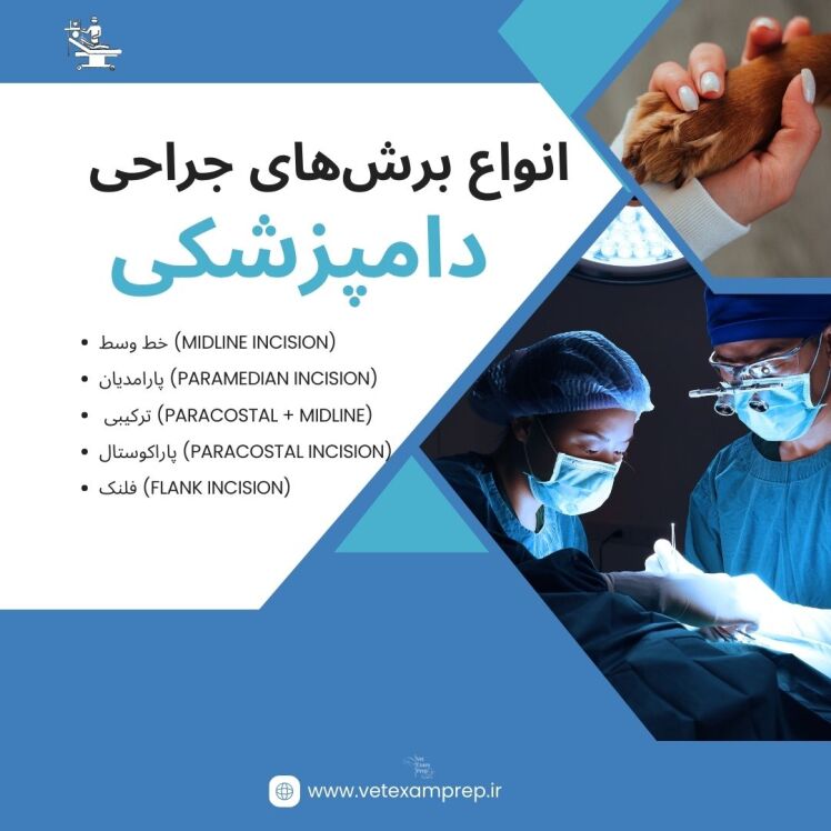 انواع برش‌های جراحی در دامپزشکی: معرفی کامل Midline، Paramedian، Flank و Paracostal