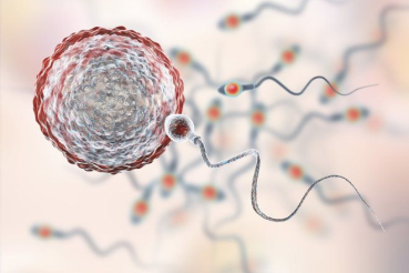 reproduction system