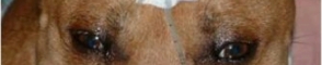 کزاز ( tetanus) در سگ و گربه