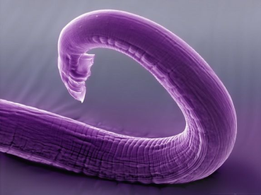 parasitology 