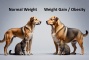 افزایش وزن (Weight Gain) در سگ و گربه