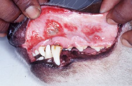 ارلیشیوز (Ehrlichiosis) در سگ