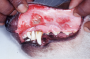 ارلیشیوز (Ehrlichiosis) در سگ