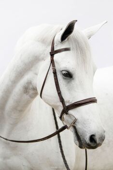 EQUINE