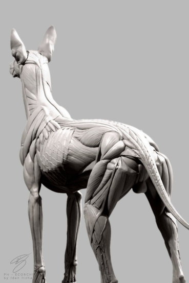 Anatomy