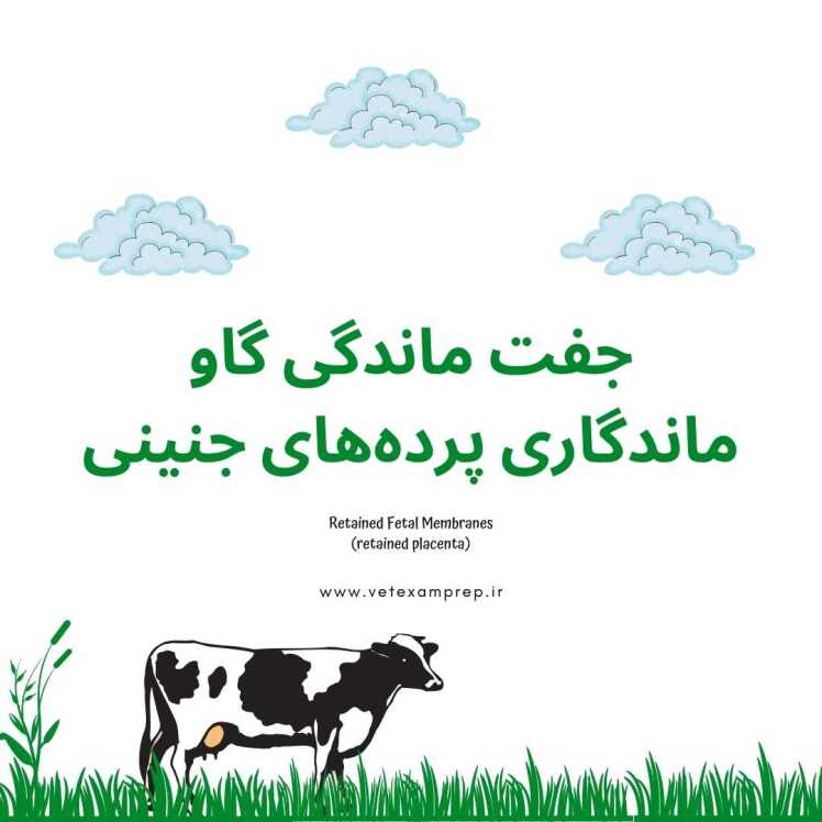 ماندگاری پرده‌های جنینی (جفت ماندگی) گاو: علل، علائم و راهکارهای درمان